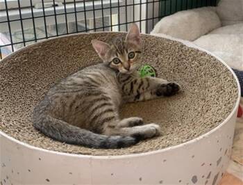 OPIE -  Domestic Short Hair Cat for Adoption in Sarasota, Florida - OPIE | PetCurious