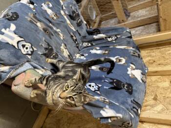 Tabby Cats Available for Adoption in Ludington, Michigan - Dayton | PetCurious