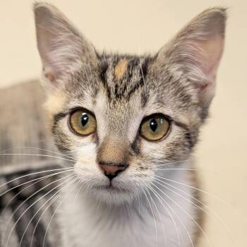 Chunky Monkey -  Domestic Short Hair Cat for Adoption in Jefferson, Wisconsin - Chunky Monkey | PetCurious