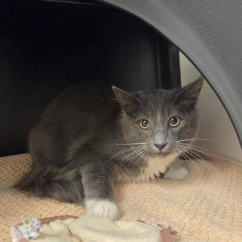 OPOSSUM -  Domestic Medium Hair Cat for Adoption in Ontario, California - OPOSSUM | PetCurious