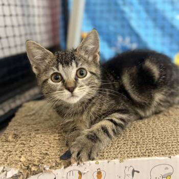 Celcius -  Domestic Short Hair Cat for Adoption in Ridgely, Maryland - Celcius | PetCurious