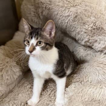 Rescue Domestic Short Hair Cats for Adoption in Hamilton, Georgia - Pop | PetCurious