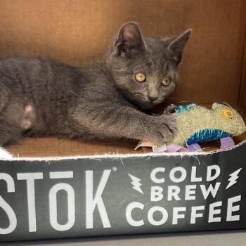 Meringue & Rocky Road -  Domestic Short Hair Cat for Adoption in Medfield, Massachusetts - Meringue & Rocky Road | PetCurious
