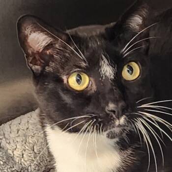 Rescue Domestic Short Hair Cats for Adoption in Corsicana, Texas - Sinbad C45698 | PetCurious