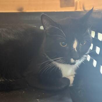 Fudgesicle -  Domestic Short Hair Cat for Adoption in Nashville, Tennessee - Fudgesicle | PetCurious