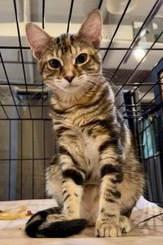 SYLVIA -  Calico Cat for Adoption in Lake Ozark, Missouri - SYLVIA | PetCurious