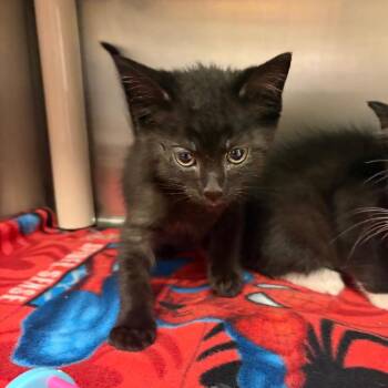 Sam -  Domestic Short Hair Cat for Adoption in Milan, Illinois - Sam | PetCurious