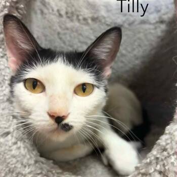 Rescue Domestic Short Hair Cats for Adoption in Rushville, Illinois - Tilly | PetCurious
