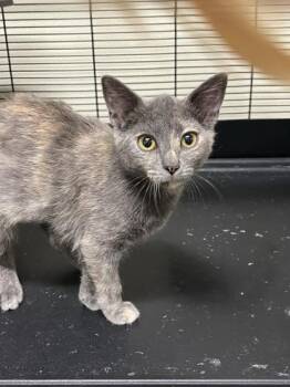Tangie -  American Shorthair Cat for Adoption in Cashiers, North Carolina - Tangie | PetCurious