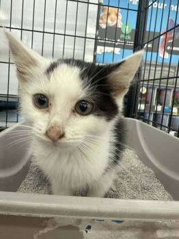 Rescue Domestic Short Hair Cats for Adoption in Ashville, Ohio - Zebra (Kitty) | PetCurious