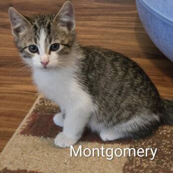 Montgomery -  Domestic Short Hair Cat for Adoption in Ashland, Virginia - Montgomery | PetCurious