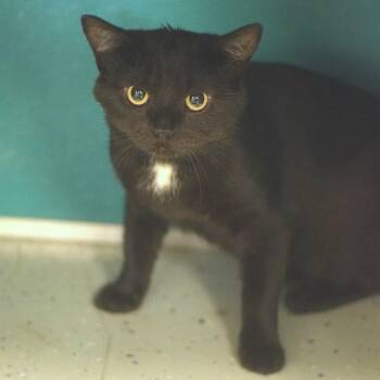 Gizmo -  Domestic Short Hair Cat for Adoption in Belleville, Illinois - Gizmo | PetCurious