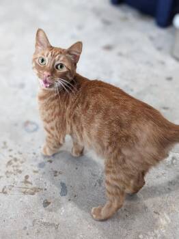 Gingerbread -  Domestic Short Hair Cat for Adoption in Lewisburg, Tennessee - Gingerbread | PetCurious