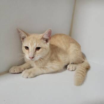 (Found) Graham -  Domestic Short Hair Cat for Adoption in Cabot, Arkansas - (Found) Graham | PetCurious