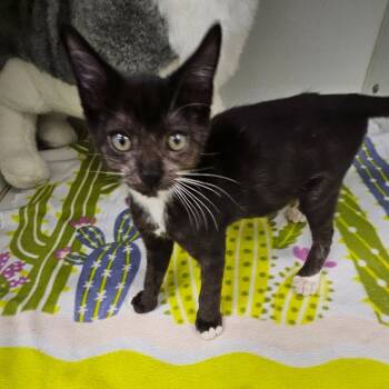 Rescue Domestic Short Hair Cats for Adoption in League City, Texas - Dwarf | PetCurious