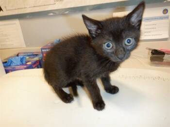 A1406906 -  Domestic Short Hair Cat for Adoption in San Jose, California - A1406906 | PetCurious