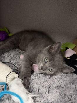 Cement -  Domestic Short Hair Cat for Adoption in Alexandria, Virginia - Cement | PetCurious