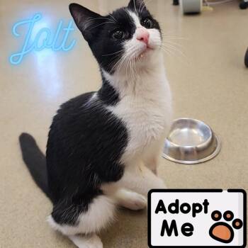 Jolt -  Domestic Short Hair Cat for Adoption in Keizer, Oregon - Jolt | PetCurious