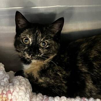 Domestic Short Hair Cats Available for Adoption - Gayle | PetCurious