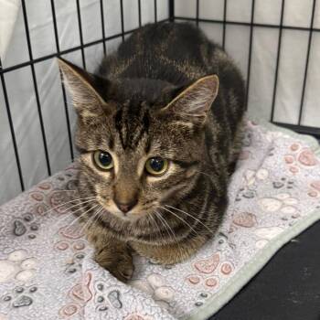 Dyson -  Domestic Short Hair Cat for Adoption in Normal, Illinois - Dyson | PetCurious