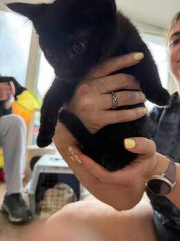 Domestic Short Hair Cats Available for Adoption in Grand Rapids, Michigan - Darwins | PetCurious