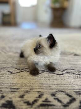 Domestic Short Hair Cats Available for Adoption in Fruit Heights, Utah - Mocha | PetCurious