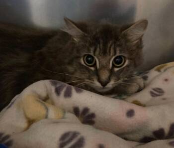 Domestic Long Hair Cats Available for Adoption in Ocala, Florida - Crawdad | PetCurious