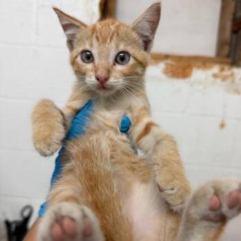 Greedo -  Domestic Short Hair Cat for Adoption in Edinburg, Texas - Greedo | PetCurious