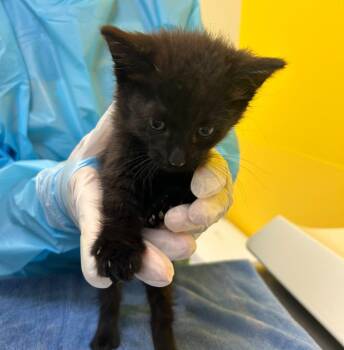 Tamale -  Domestic Short Hair Cat for Adoption in Raleigh, North Carolina - Tamale | PetCurious