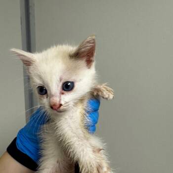 Domestic Short Hair Cats Available for Adoption in Concord, North Carolina - Eloise | PetCurious