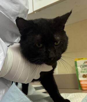 Asiago -  Domestic Short Hair Cat for Adoption in Salisbury, Maryland - Asiago | PetCurious