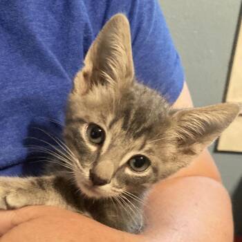 Wylie Dyal-KS -  Domestic Short Hair Cat for Adoption in Tallahassee, Florida - Wylie Dyal-KS | PetCurious