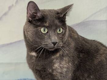 Rescue Dilute Tortoiseshell and Domestic Short Hair Cats for Adoption in Republic, Washington - Lulu | PetCurious