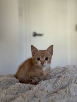 Rescue Domestic Short Hair Cats for Adoption in Miami Shores, Florida - Little Leo | PetCurious