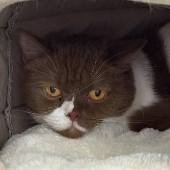Pippi -  British Shorthair Cat for Adoption - Pippi | PetCurious