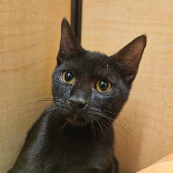 Rescue Domestic Short Hair Cats for Adoption in Grantsville, Utah - Endora | PetCurious