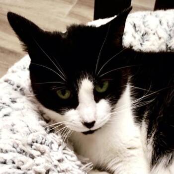 Sueki Lee -  Domestic Short Hair Cat for Adoption in Lakeland, Florida - Sueki Lee | PetCurious