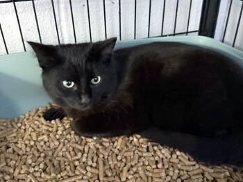 Domestic Short Hair Cats Available for Adoption - Coal 