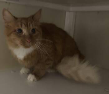 Rescue Domestic Long Hair Cats for Adoption in White Cloud, Michigan - Goldie | PetCurious