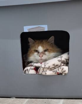 Rescue Domestic Long Hair Cats for Adoption in Medford, Wisconsin - Biscuit | PetCurious