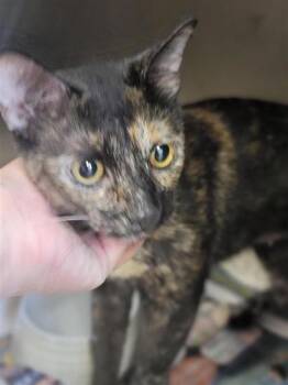 Emma -  Domestic Short Hair Cat for Adoption in Largo, Florida - Emma | PetCurious