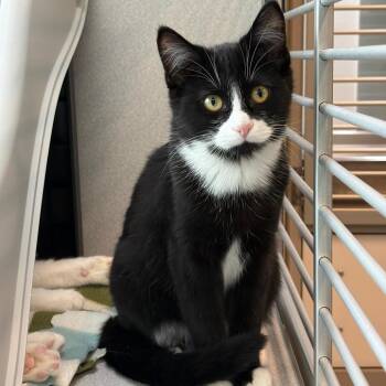 Domestic Short Hair Cats Available for Adoption - Rizz | PetCurious