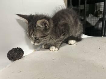 Cesar 4 Tabby -  Domestic Short Hair Cat for Adoption in West Nyack, New York - Cesar 4 Tabby | PetCurious