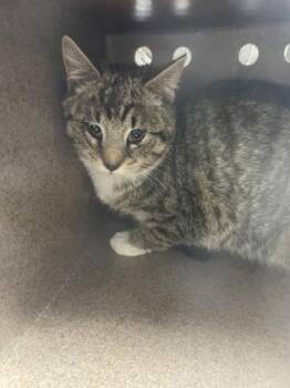 Domestic Short Hair Cats Available for Adoption in Louisburg, North Carolina - Tyson | PetCurious