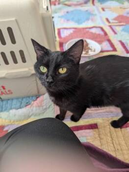 Domestic Short Hair Cats Available for Adoption in Fort Collins, Colorado - Ms. Spaghetti | PetCurious