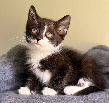 Boots -  Domestic Short Hair Cat for Adoption in Buford, Georgia - Boots | PetCurious