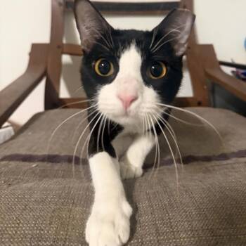 Domestic Short Hair Cats Available for Adoption - Buddy | PetCurious