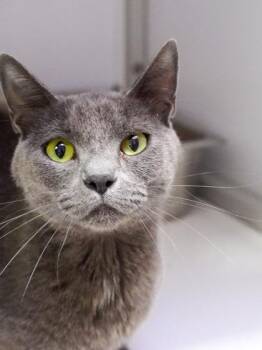 Lorelai -  Domestic Short Hair Cat for Adoption in Fort Collins, Colorado - Lorelai | PetCurious