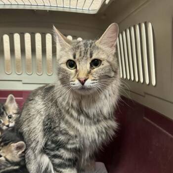 Dollar -  Domestic Medium Hair Cat for Adoption in Reno, Nevada - Dollar | PetCurious