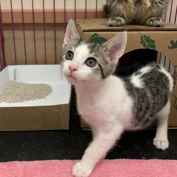 Rescue Domestic Medium Hair Cats for Adoption in Reno, Nevada - Artemis | PetCurious